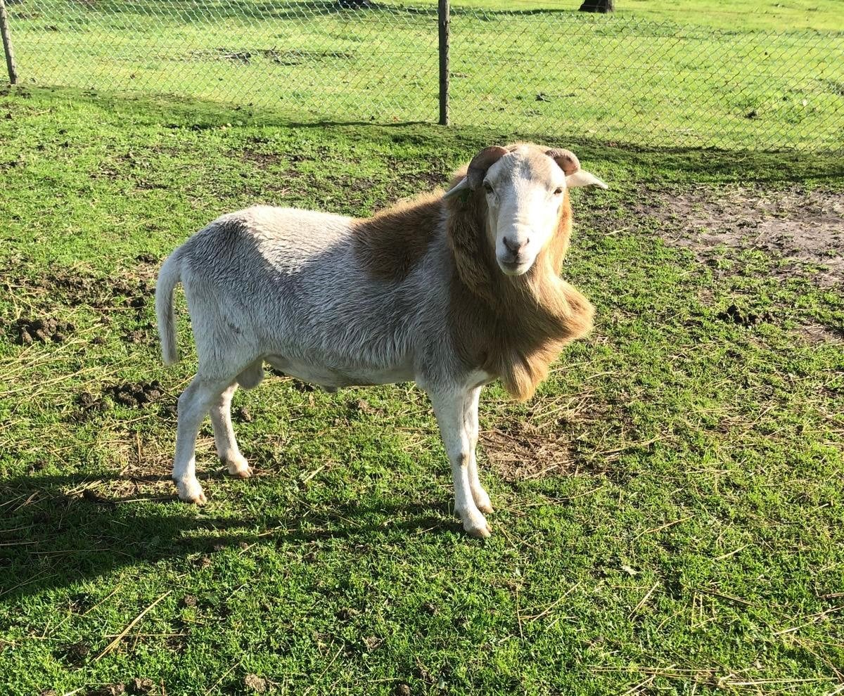 Mooie haarschaap ram, Mannelijk, Schaap