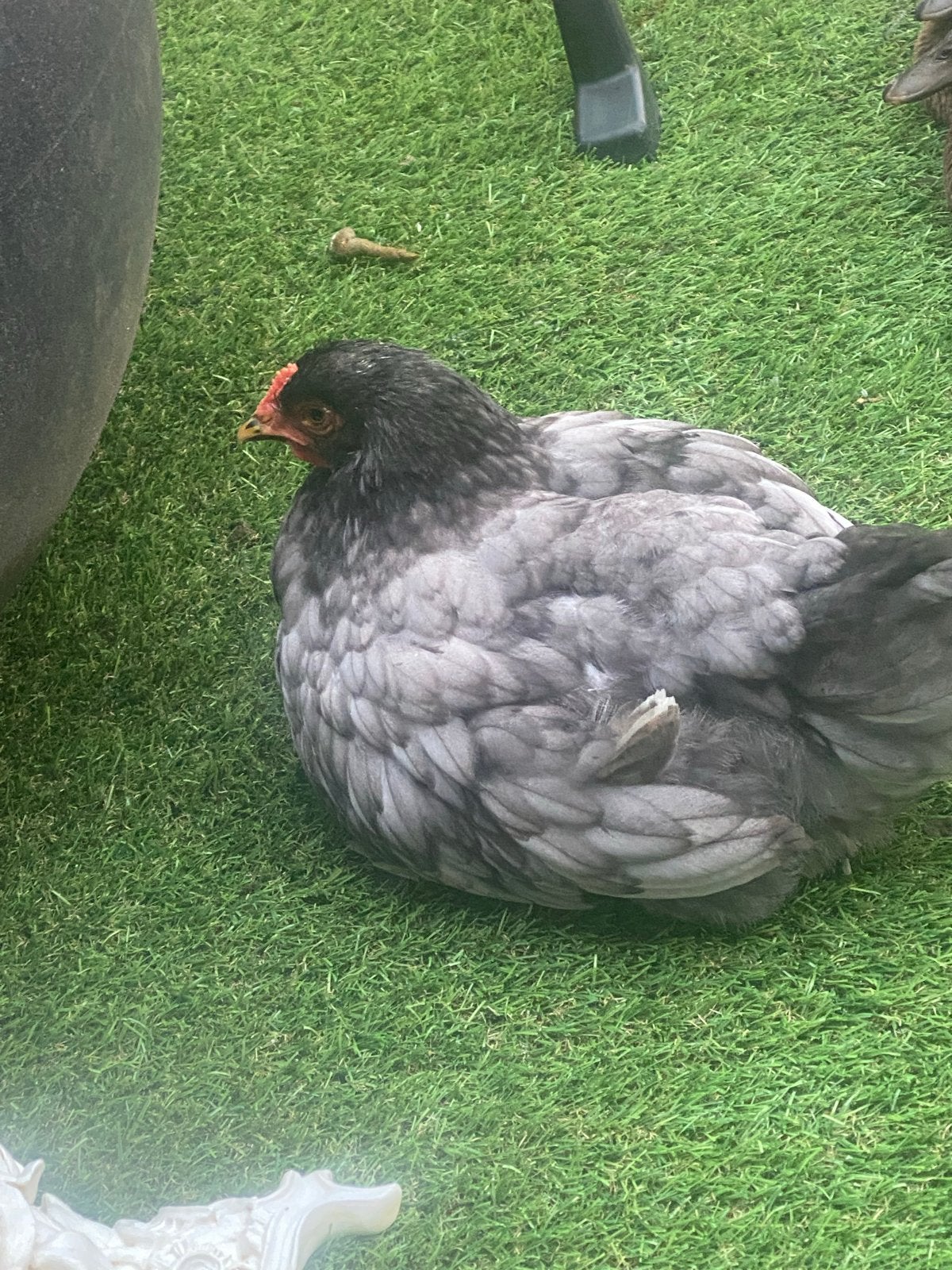 Twee leuke kippen brahma, Dieren en Toebehoren, Vrouwelijk, Kip