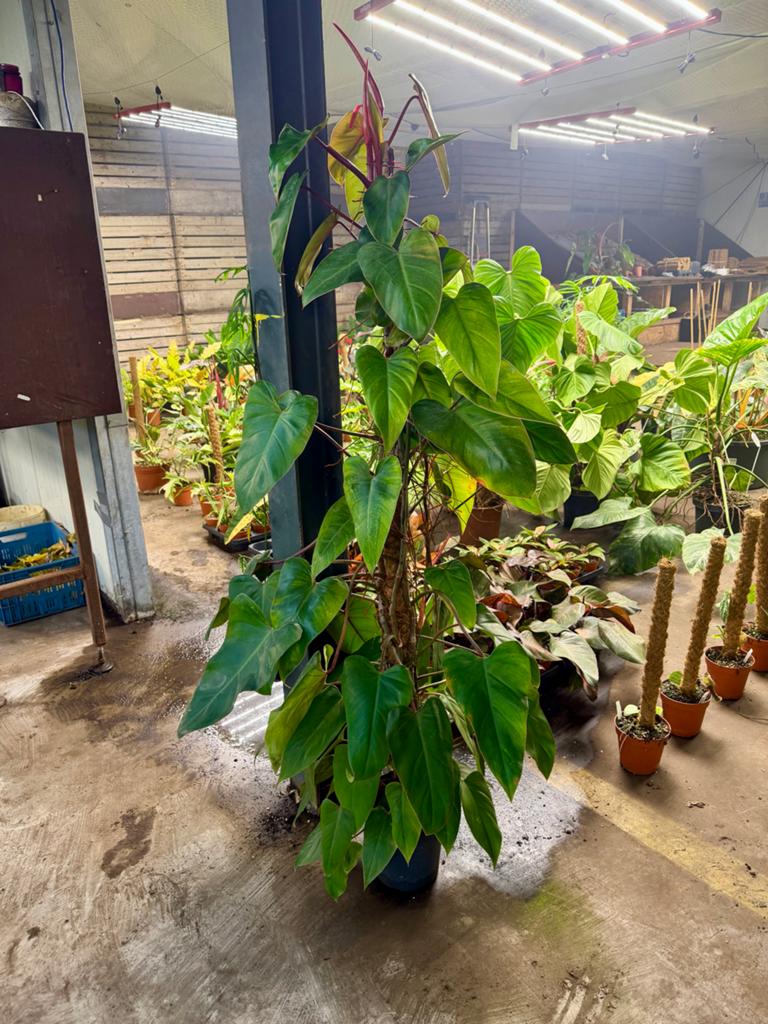 Philodendron 'Red Emerald' - 160cm hoog, Huis en Inrichting, Kamerplanten, Ophalen
