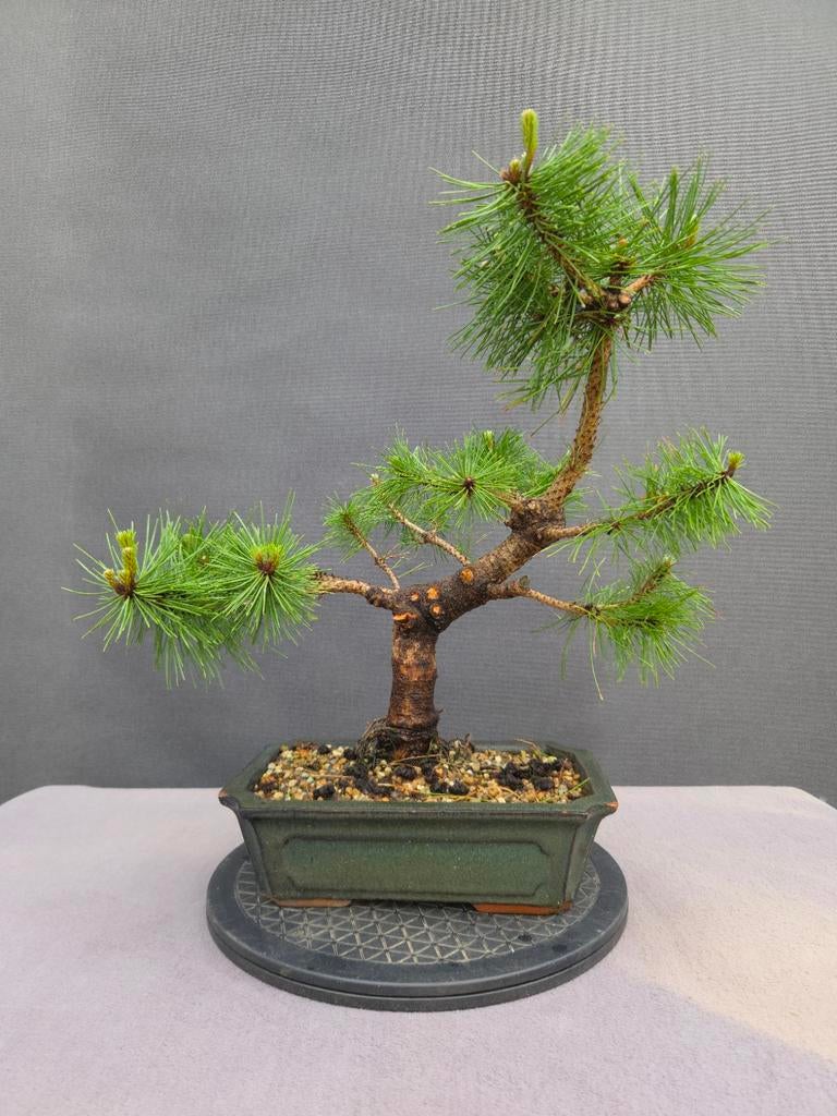 Pre Bonsai Pinus Densiflora - Japanse Rode Den, Tuin en Terras, Ophalen of Verzenden, Overige soorten, Volle zon