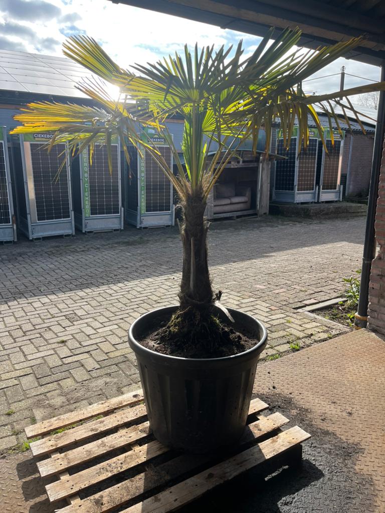 Waaierpalm, 100 tot 250 cm, Zomer, Palmboom, Ophalen