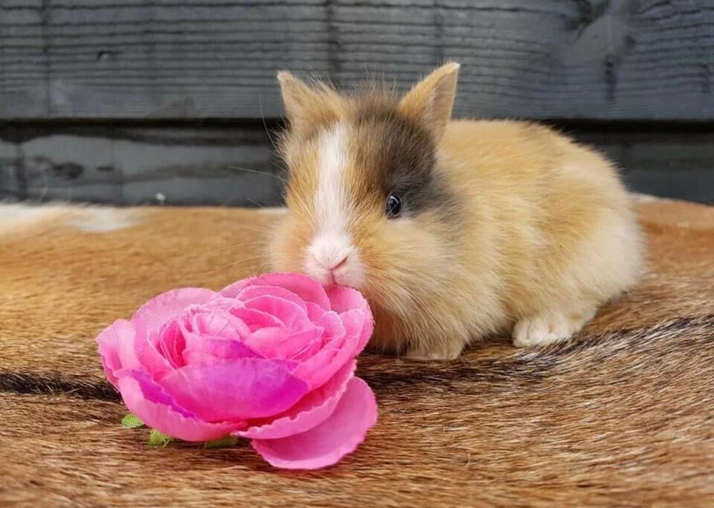 Mini leeuwenkop konijntjes  💕 dwergkonijnen dwergkonijntjes, Dieren en Toebehoren, Konijnen, Meerdere dieren, Dwerg, 0 tot 2 jaar