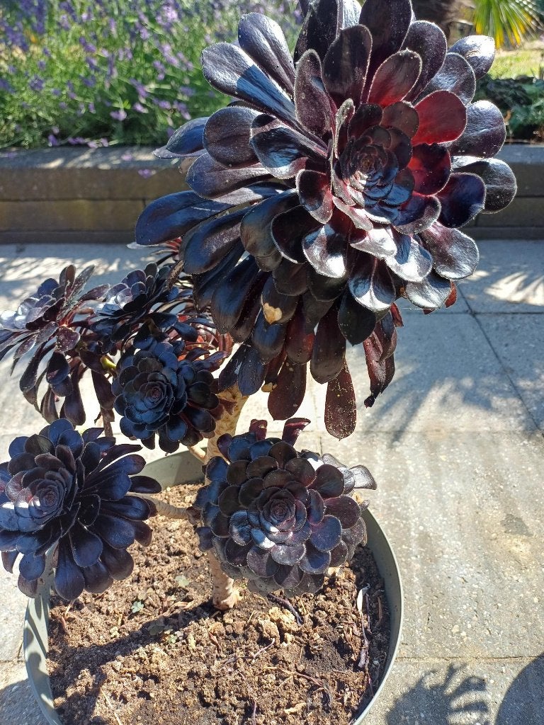 Aeonium 'Zwartkop' in pot - Donkere succulent, Bloeit niet, Overige soorten, Minder dan 100 cm, Ophalen