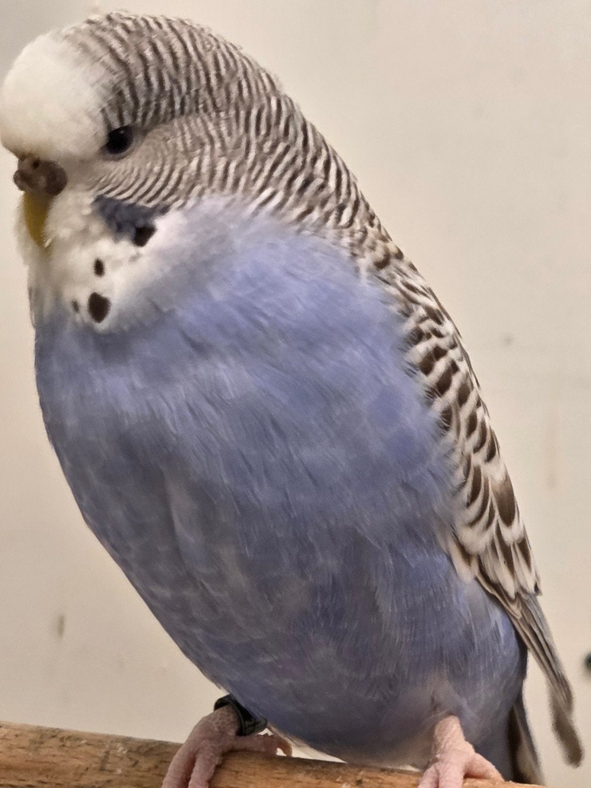 0-1 cinnamon violet, Dieren en Toebehoren