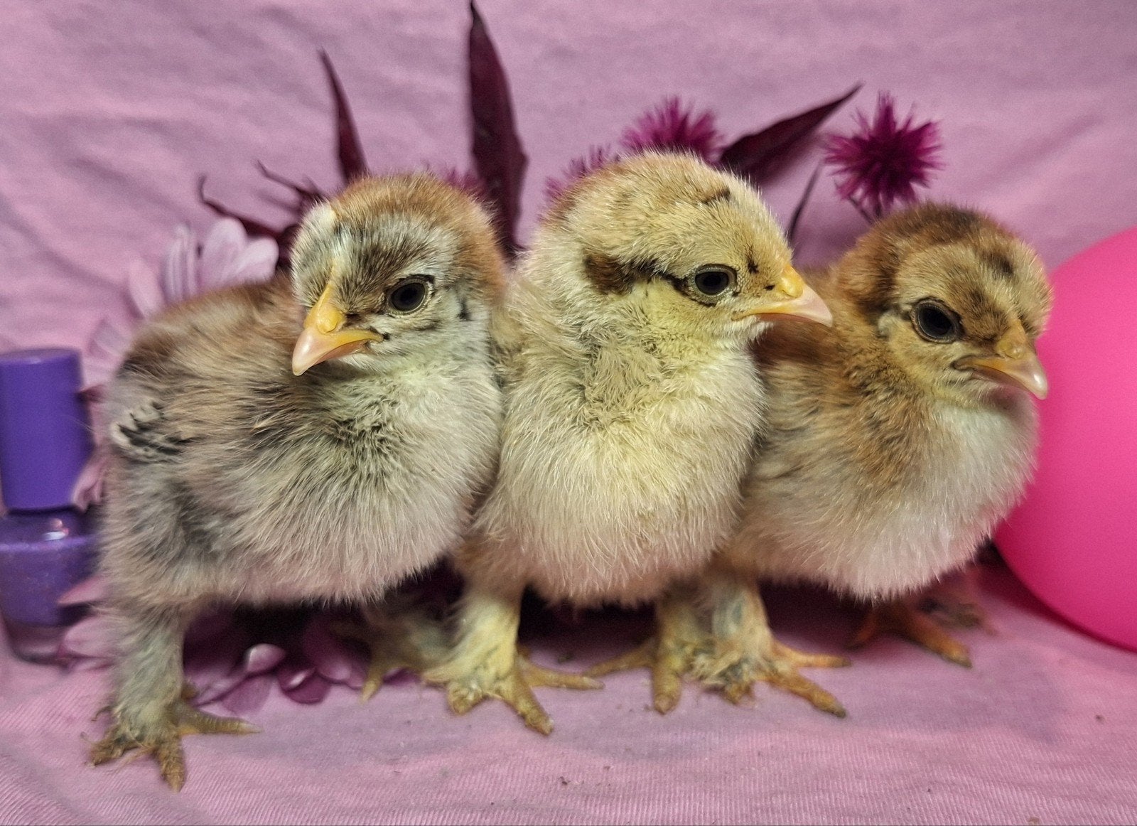 Gesekste Cochin kriel hen-kuikens te koop. Krul, zijde, glad, Vrouwelijk, Kip