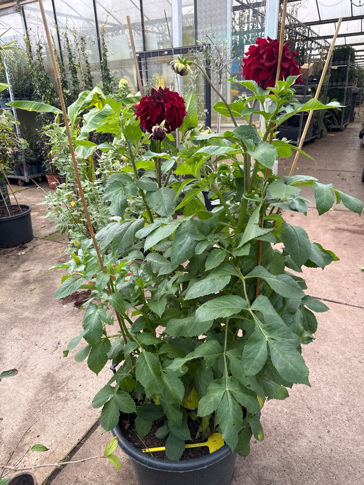 Prachtige Dahlia's in diverse kleuren vanaf €3,00, Tuin en Terras, Volle zon, Vaste plant, Zomer, Ophalen
