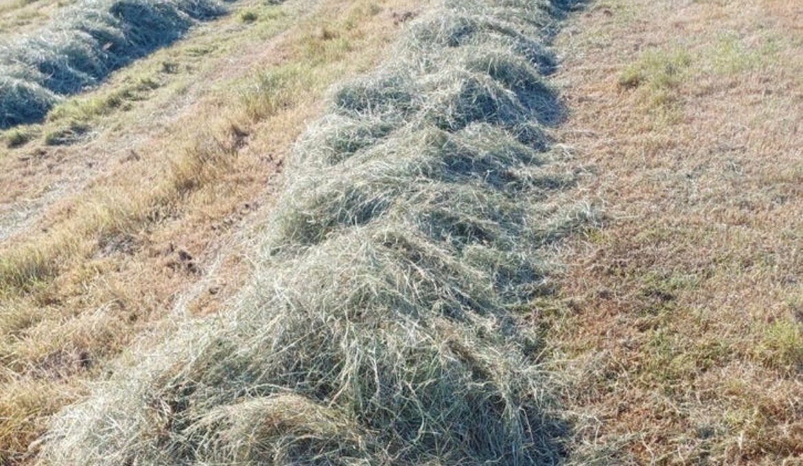 Hooi midi balen, Dieren en Toebehoren, Dierenvoeding, Ophalen of Verzenden, Vee