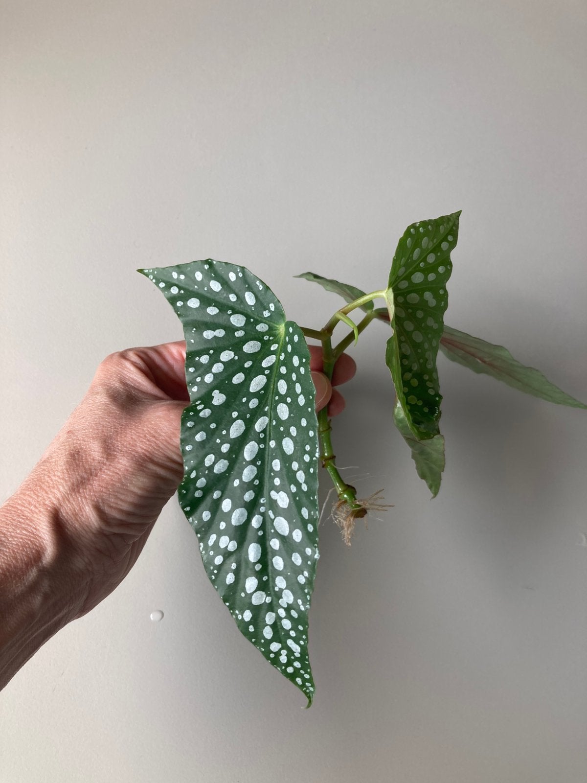 Gewortelde stek begonia white ice, Ophalen of Verzenden, Halfschaduw, Minder dan 100 cm