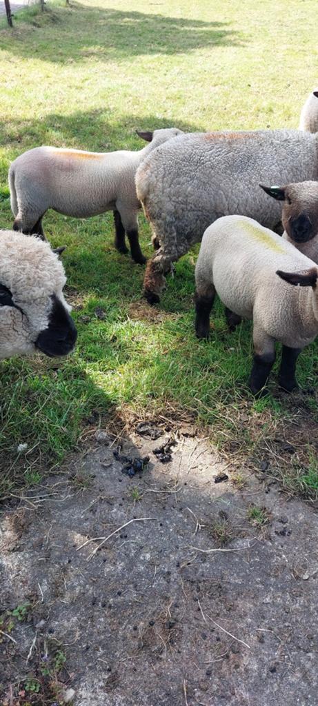 2 stuks hampshire down ramlammeren te koop, Mannelijk, Schaap