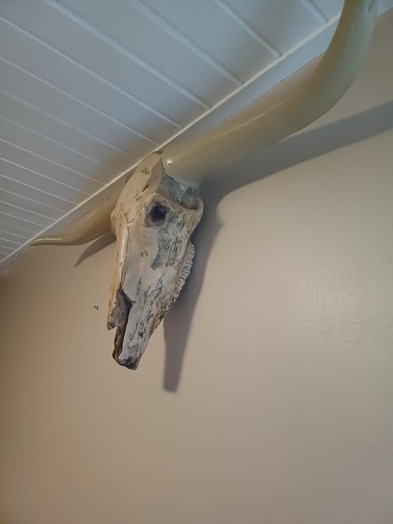 Decoratieve schedel met hoorns, Huis en Inrichting, Gebruikt, Overige materialen, Ophalen of Verzenden, Landelijk