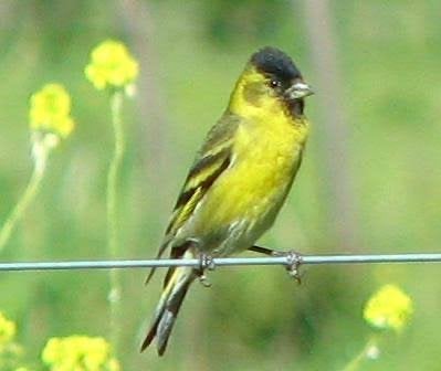 Baardsijzen, Dieren en Toebehoren, Meerdere dieren, Tropenvogel, Geringd
