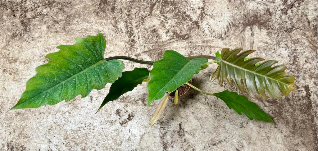 Philodendron Choco Empress p12, Overige soorten, In pot, Minder dan 100 cm, Groene kamerplant