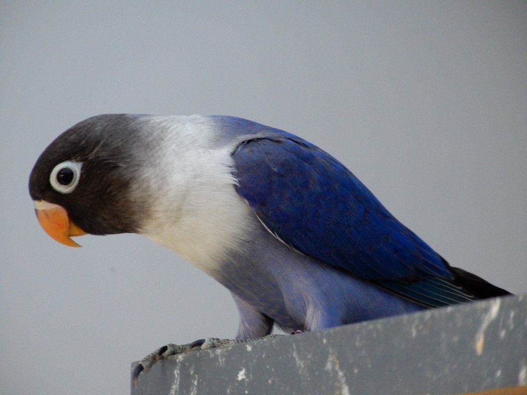 Dwergpapegaaitjes (Agapornis Personata), Geslacht onbekend, Dwergpapegaai of Agapornis, Geringd