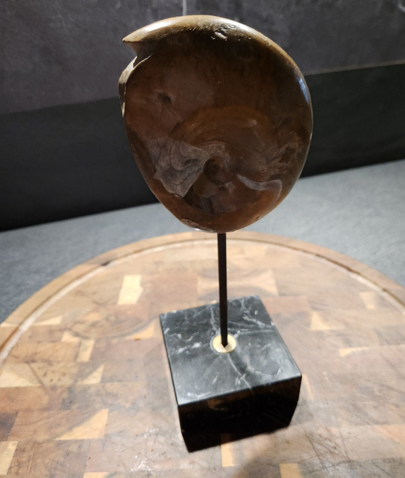 Prachtige gefossiliseerde nautilus op marmer standaard, Verzamelen, Mineralen en Fossielen, Ophalen of Verzenden, Fossiel