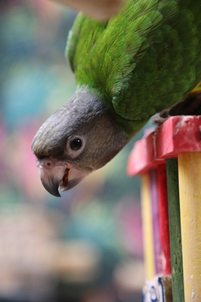 Jonge Baby Bonte boeren | Handtam | getest, Dieren en Toebehoren, Vogels | Parkieten en Papegaaien, Meerdere dieren, Papegaai