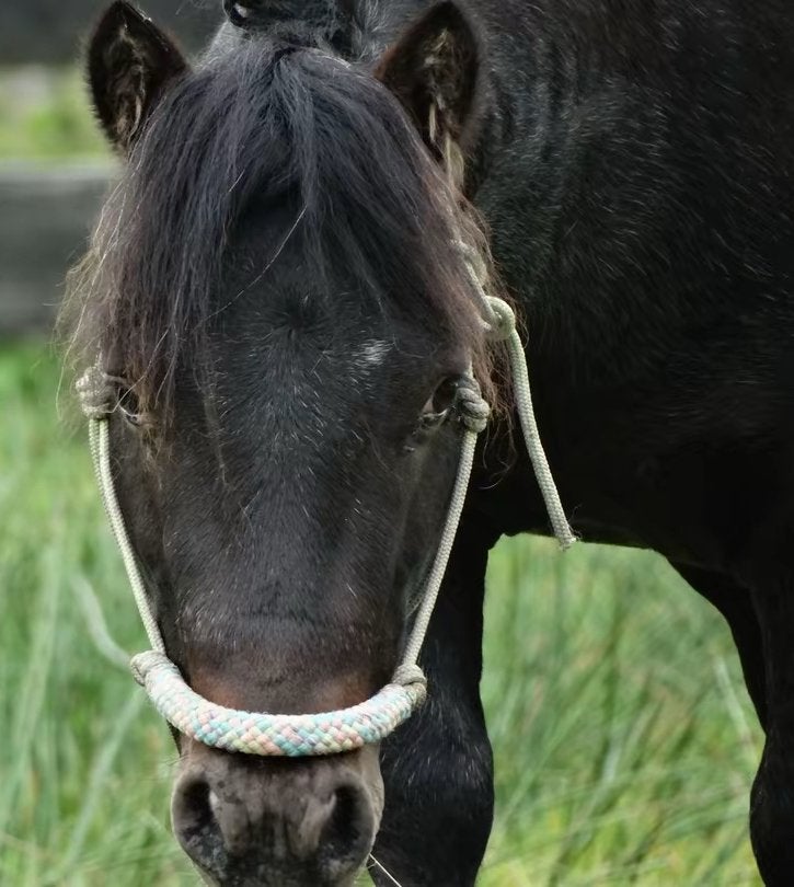 leuke A pony ruin te koop, Ruin, A pony (tot 1.17m), 3 tot 6 jaar