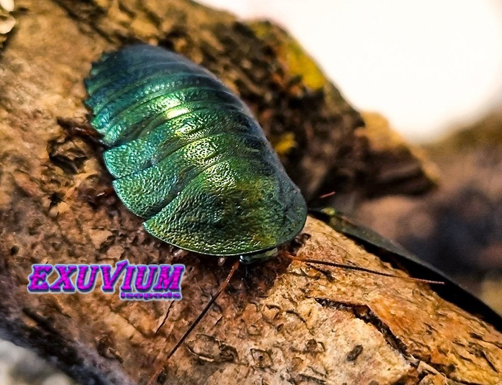 Corydidarum magnifica (Pseudoglomeris) nimfen, Dieren en Toebehoren, Insecten en Spinnen, Overige soorten
