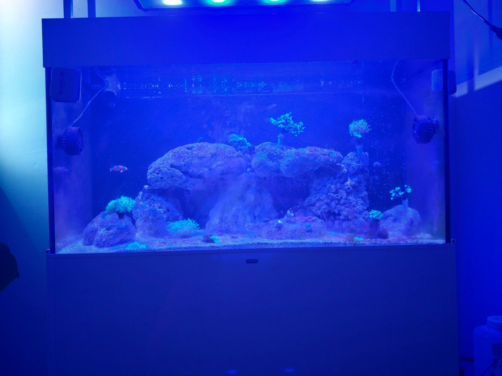 zee aquarium, Ophalen