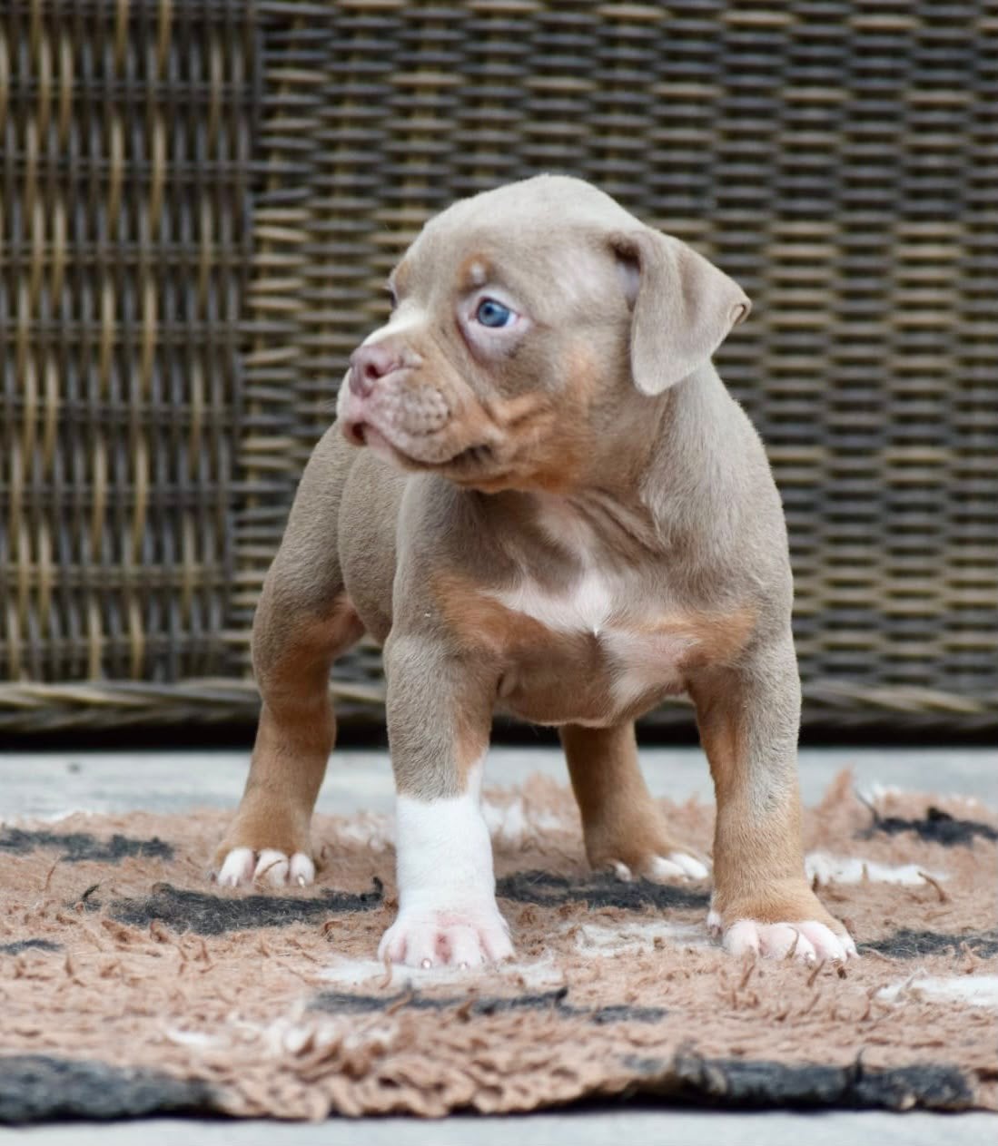 🔥Tricolor american bully pups uit champion lines🔥, Dieren en Toebehoren, Overige rassen, 8 tot 15 weken, Meerdere, Meerdere dieren