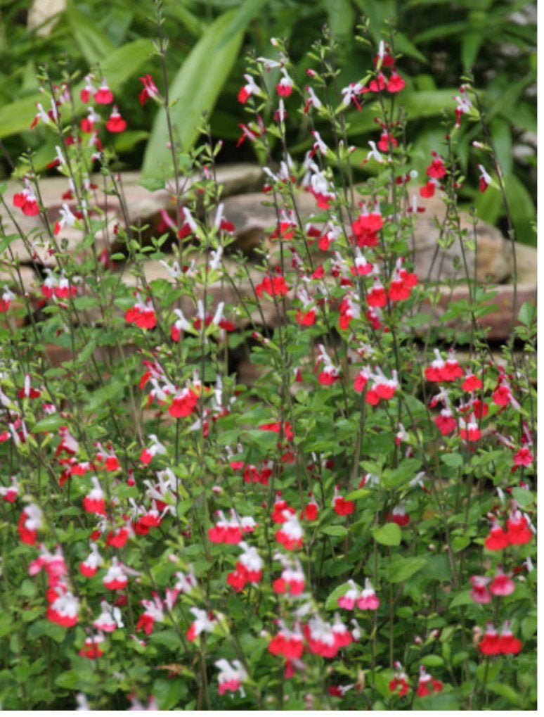 Salvia hot lips. 3 voor € 4,00, Tuin en Terras, Volle zon, Vaste plant, Zomer, Ophalen