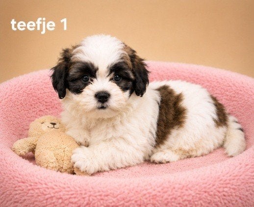 Super mooie boomer pups shih tzu maal maltezer, Parvo, Overige rassen, 8 tot 15 weken, Meerdere