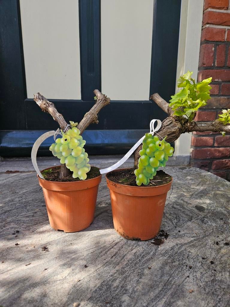 Druif (Vitis) op oude stam, Tuin en Terras, Bloembakken en Plantenbakken, Nieuw, Rond, Ophalen of Verzenden