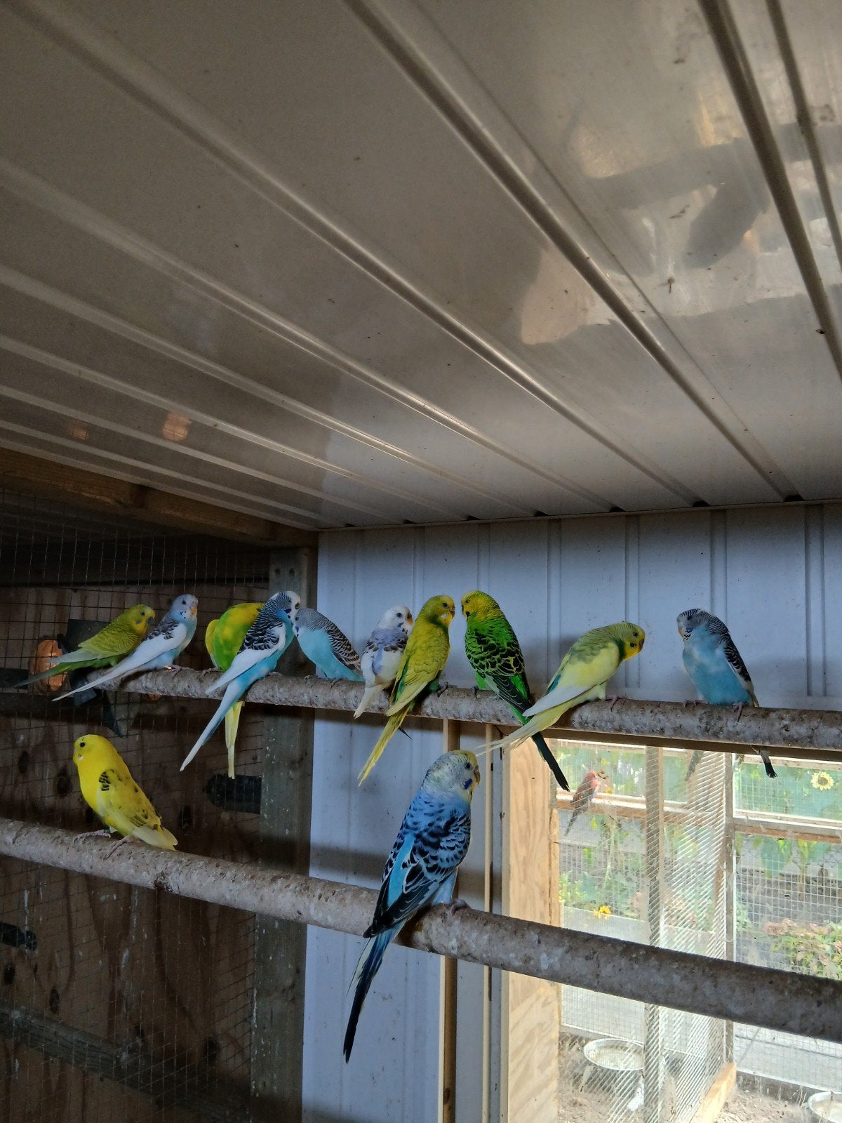 te koop diverse kleuren broedrijpe grasparkieten, Meerdere dieren, Parkiet