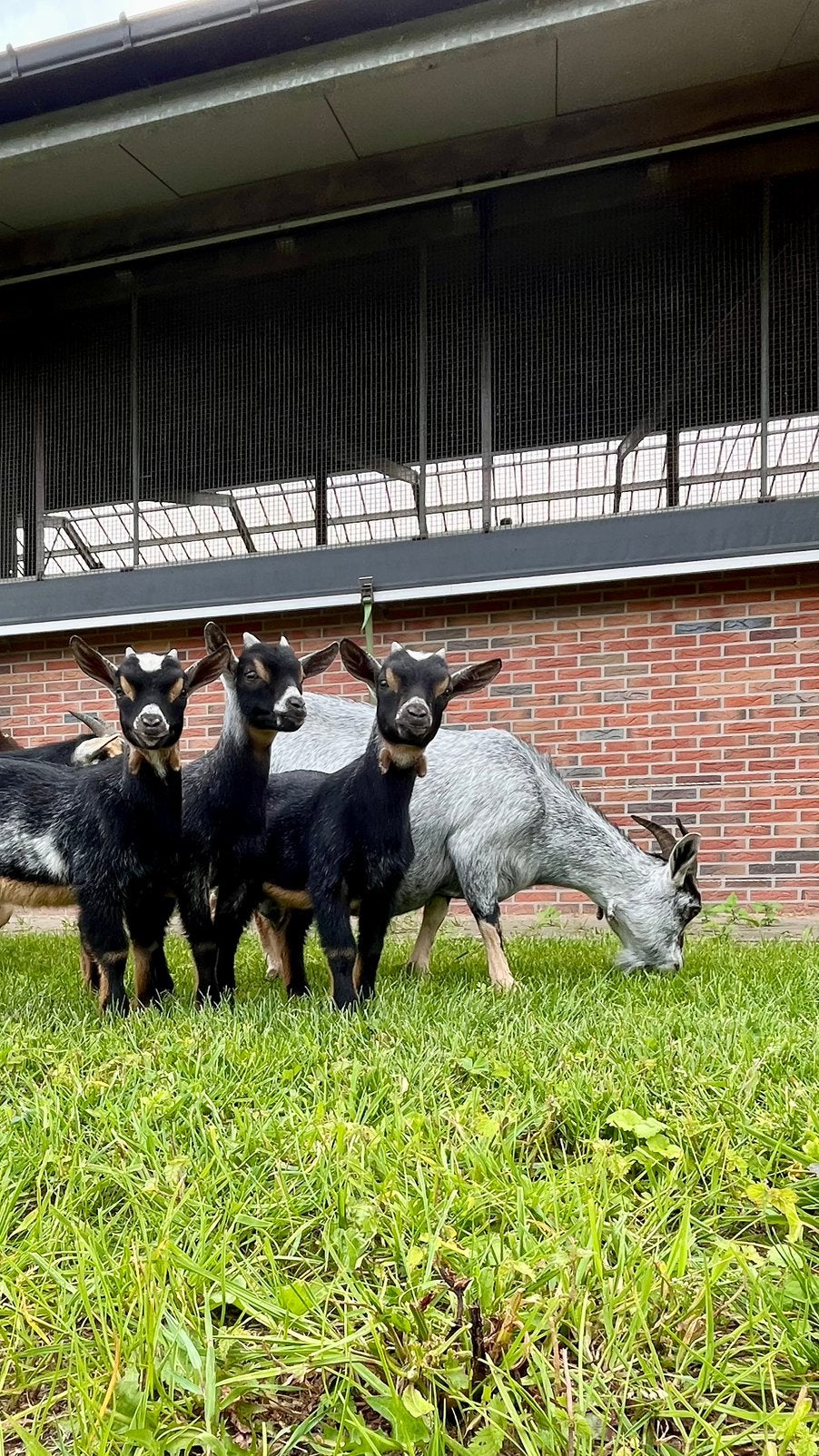 3 -ling bokjes, Dieren en Toebehoren, Mannelijk, Geit