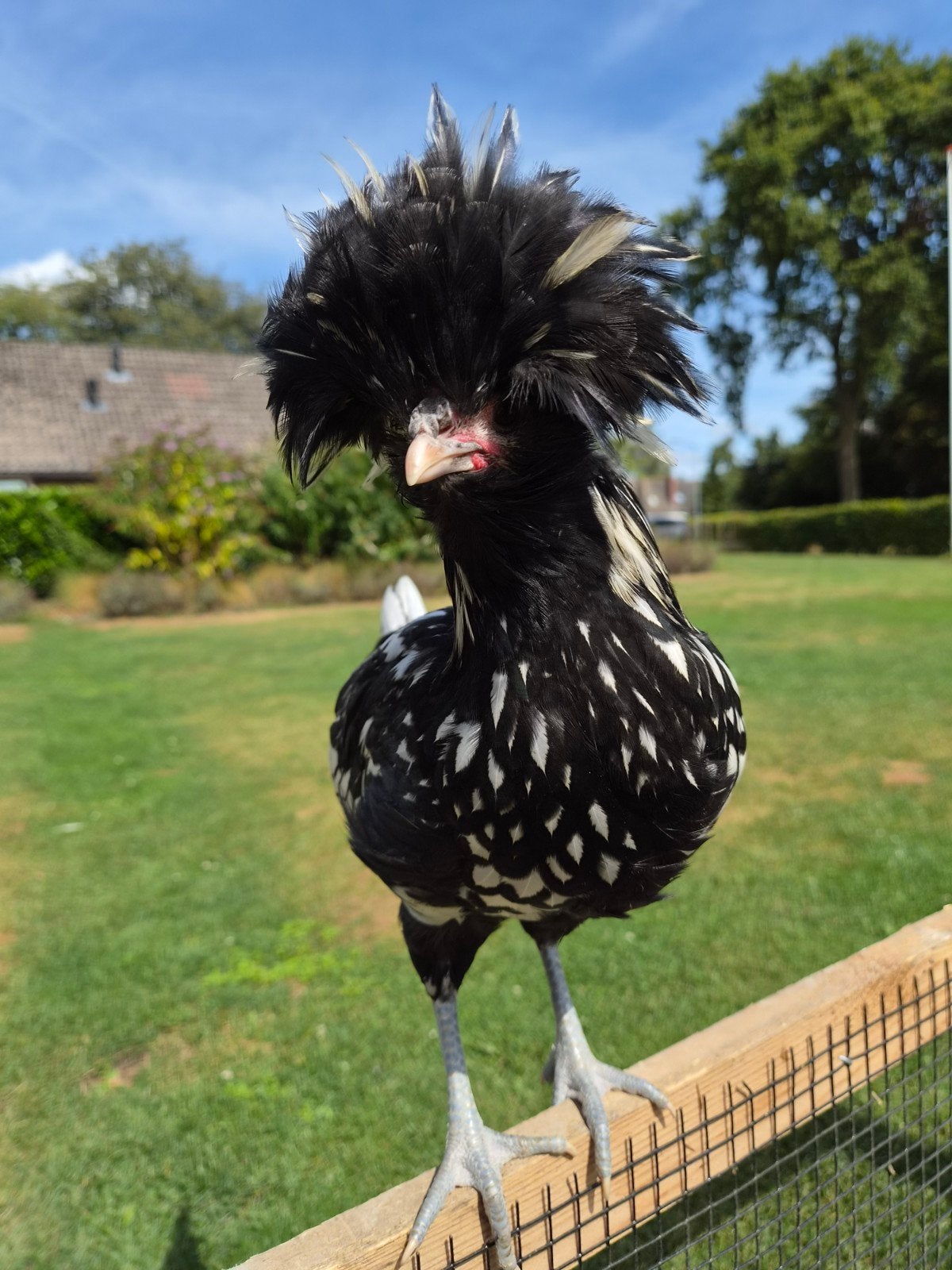 Padua haan te koop - 12 week oud, Dieren en Toebehoren, Meerdere dieren, Kip