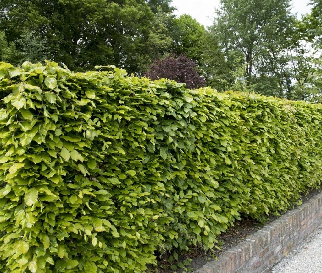 Beukenhaag - Fagus sylvatica - Groene beukenhaag - Fagus, Ophalen of Verzenden, Beukenhaag, Haag, 100 tot 250 cm