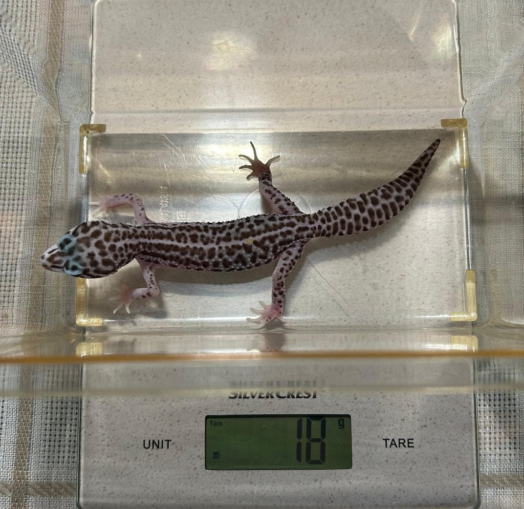 Luipaardgekko - 0.0.1 Leopard Gecko photo 2