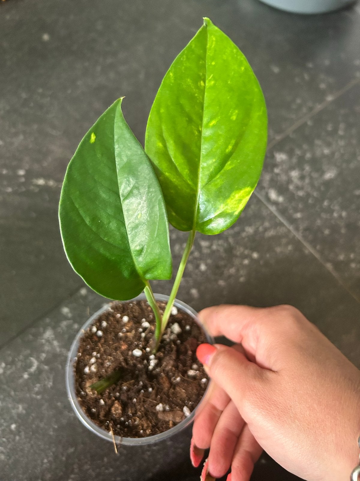 Epipremnum 'Sunburst' - Zeldzame Pothos Stek, Ophalen of Verzenden, Halfschaduw, Minder dan 100 cm
