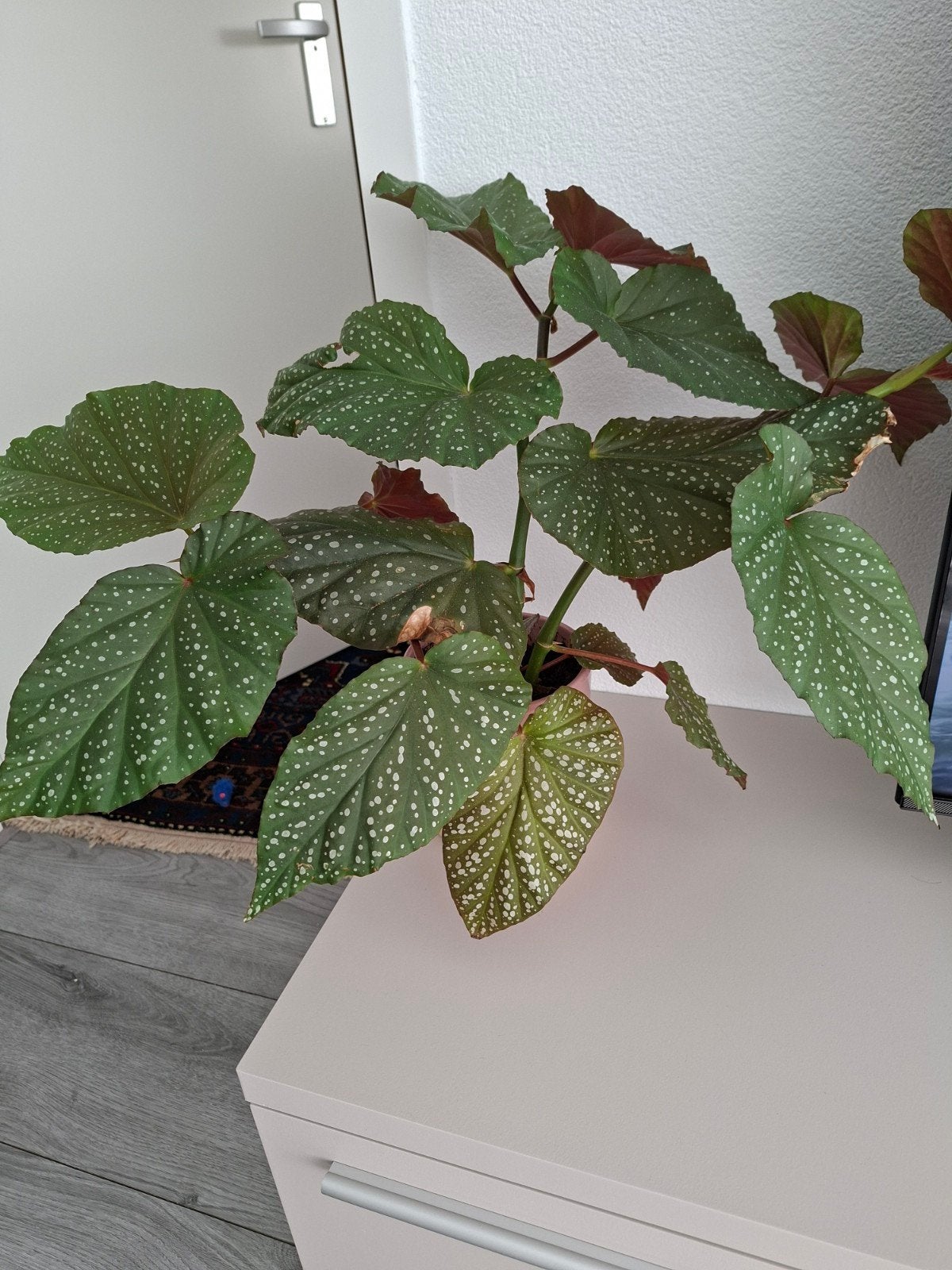 Grote Begonia Maculata - Polkadot Begonia, Overige soorten, In pot, Minder dan 100 cm, Groene kamerplant