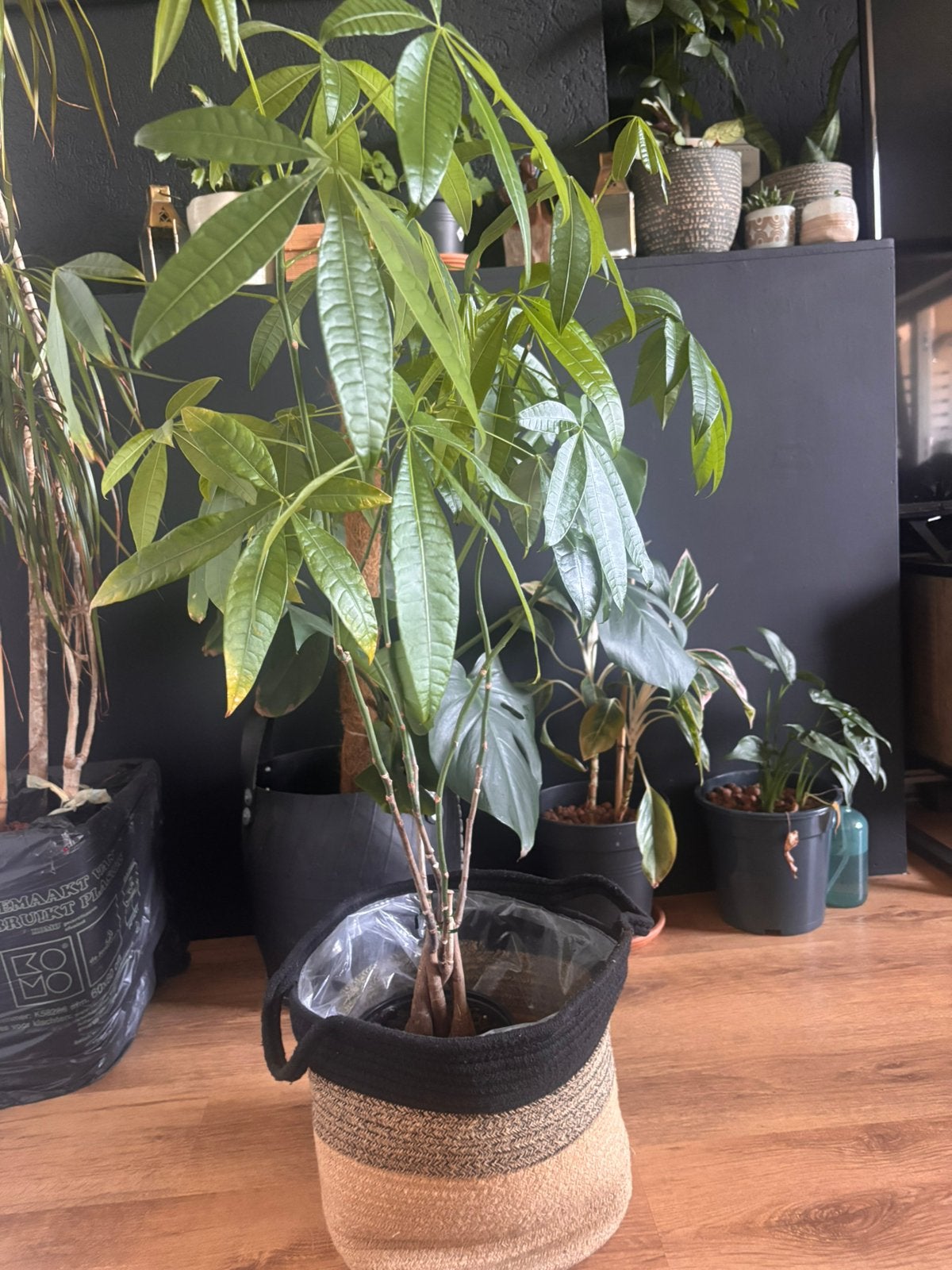Money plant, Ophalen, Halfschaduw, Minder dan 100 cm