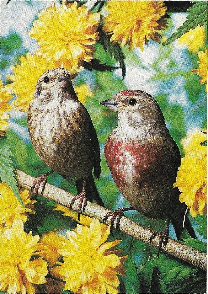 Ansichtkaart  	Vogels, Verzenden, 1960 tot 1980, Ongelopen, Vogel