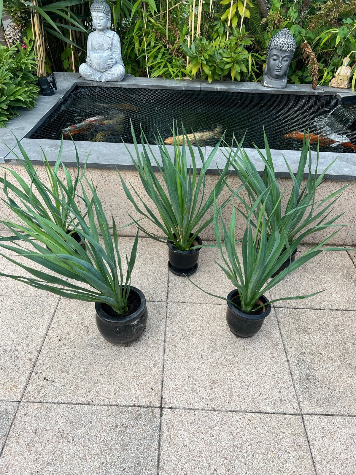 Yucca planten voor tuin of terras, Volle zon, Vaste plant, Zomer, Ophalen