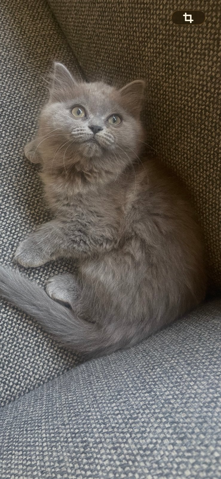 Ragdoll kitten  poesje 12  weken mag geplaatst, Dieren en Toebehoren, Poes