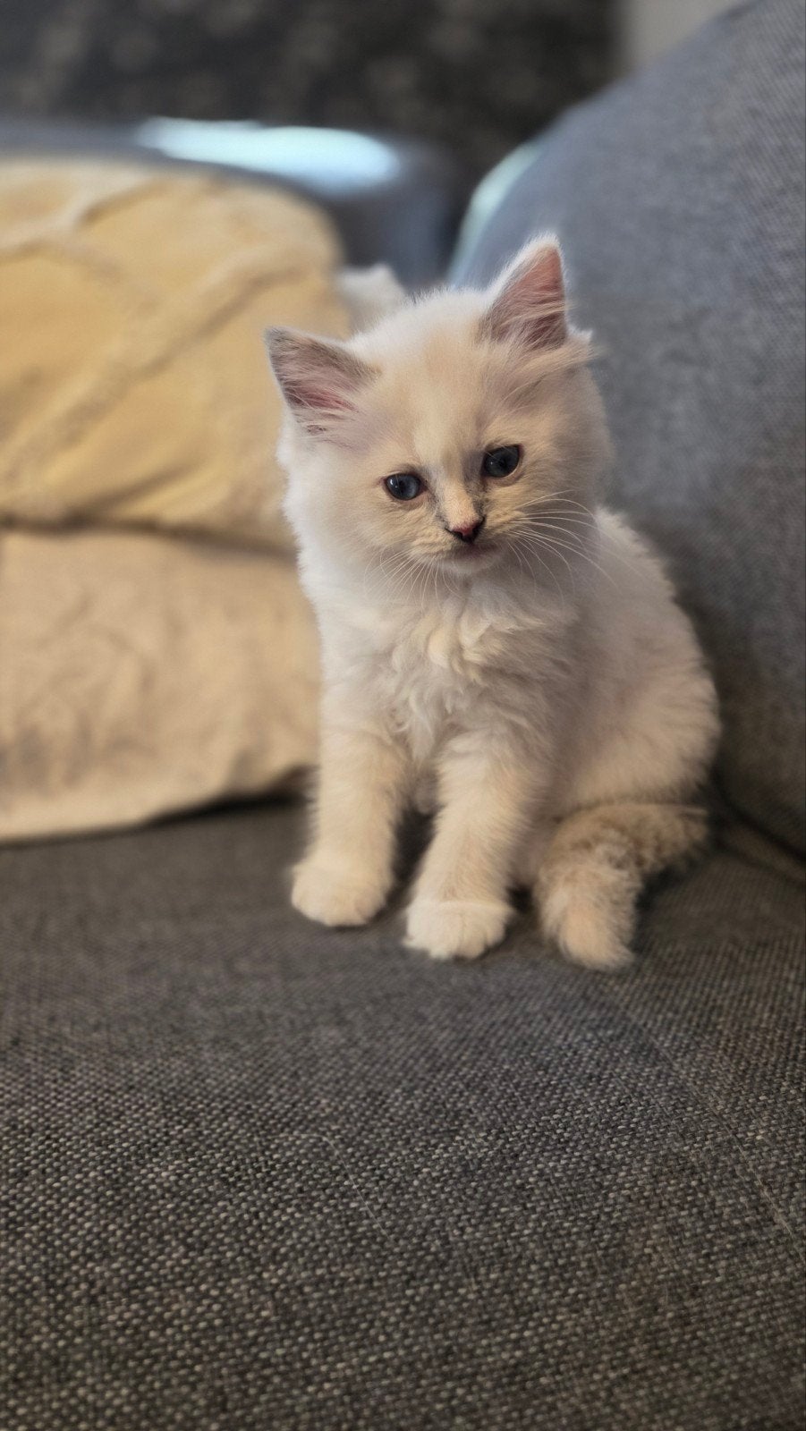Ragdolls kittens, Dieren en Toebehoren, Meerdere dieren, Gechipt, 0 tot 2 jaar