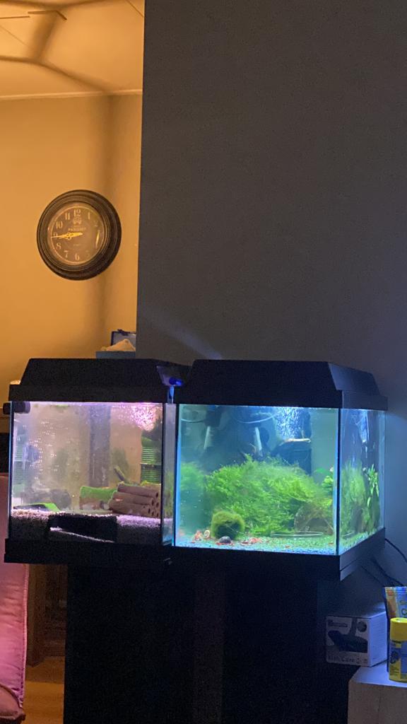 2x juwel Korallux 60 te koop, Dieren en Toebehoren, Vissen | Aquaria en Toebehoren, Ophalen, Zo goed als nieuw, Leeg aquarium