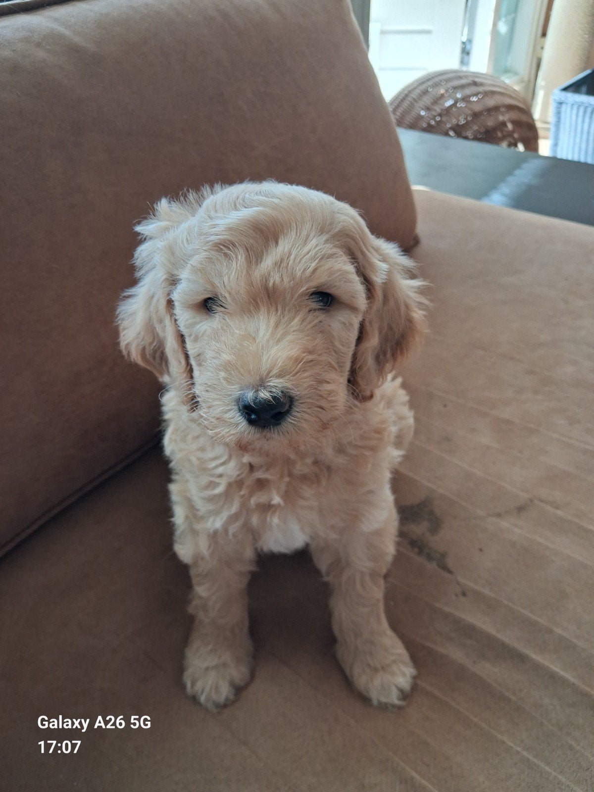 Prachtig caramel kleurig labradoodle reutje type labrador., Dieren en Toebehoren, Honden | Niet-rashonden, Parvo, 8 tot 15 weken
