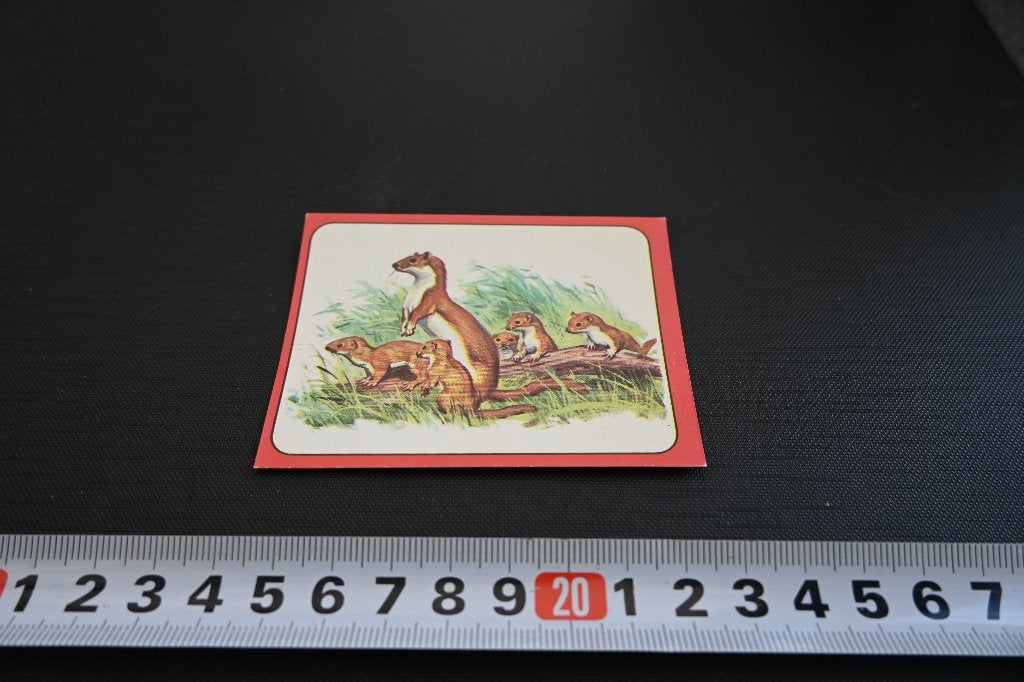 sticker panini baby zoo # 77 strip wezel, Ophalen, Zo goed als nieuw