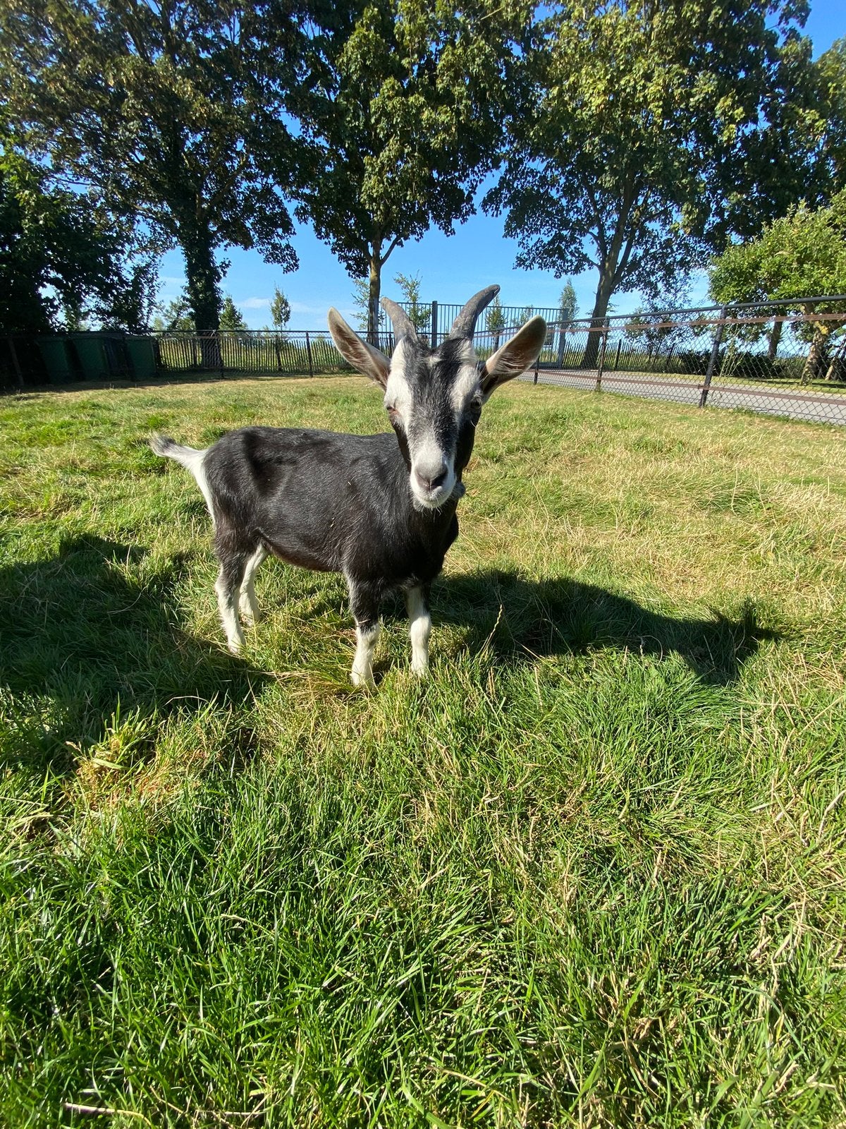 Toggenburger lammetjes, Dieren en Toebehoren, Mannelijk, Schaap