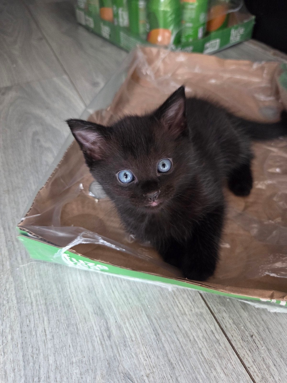 half ragdoll kittens zoeken binnekort een fijn thuis., Meerdere dieren