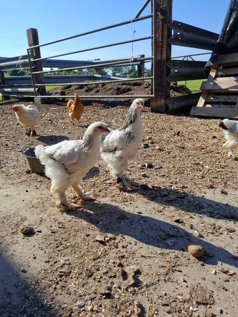 2 jonge brahma hennen, Vrouwelijk, Kip