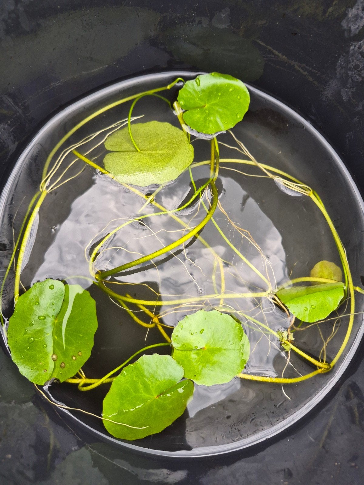 watergentiaan (Nymphoides, peltata). Waterplant vijverplant, Tuin en Terras, Ophalen