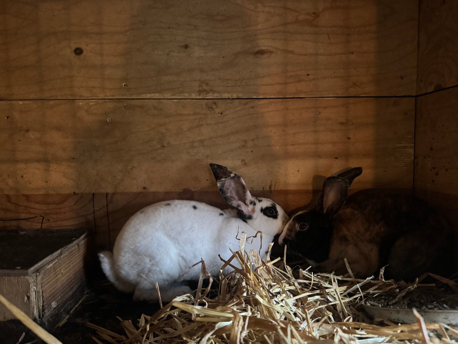 Te koop jonge konijnen, Mannelijk, Middelgroot, 0 tot 2 jaar