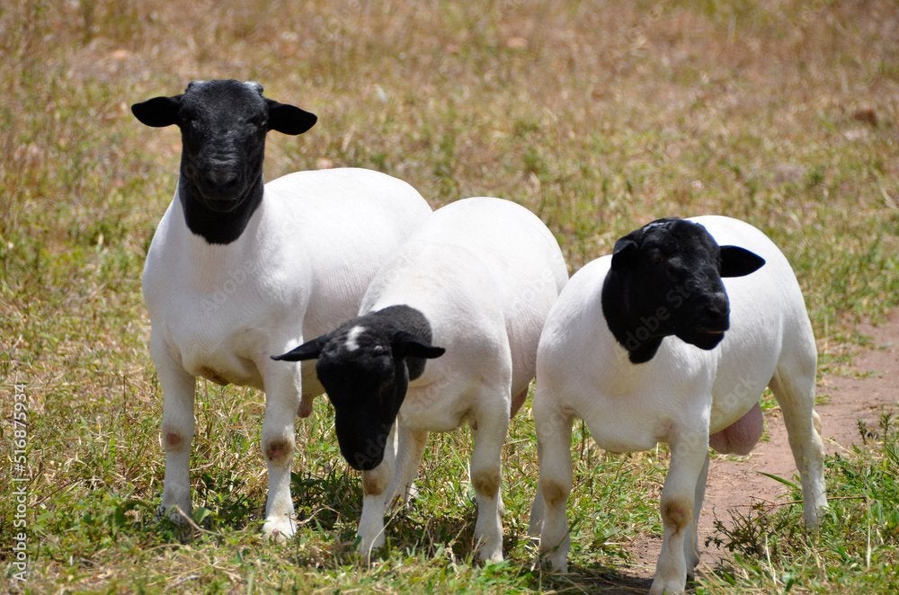 GEZOCHT! Dorper lammeren, Dieren en Toebehoren, Meerdere dieren, Schaap