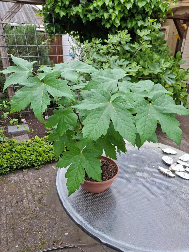 Bonsai Esdoorn in schaal, Ophalen, Bloeit niet, Halfschaduw, Overige soorten