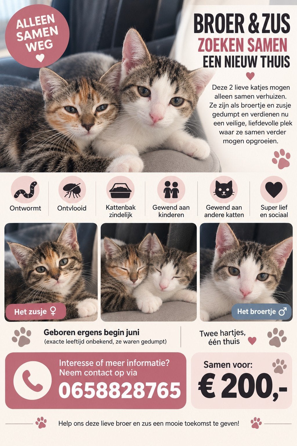 2 kittens, Dieren en Toebehoren