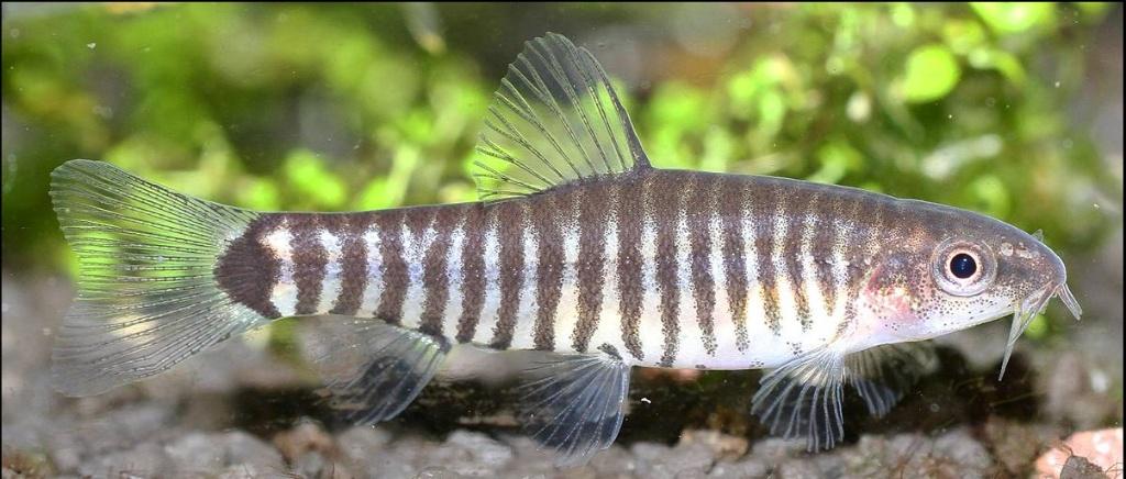 yunnalis cruciatus - Koidreams Viskwekerij, Dieren en Toebehoren, Vis, Zoetwatervis